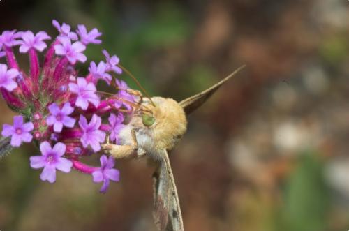Helicoverpa armigera